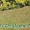 Chamaecyparis pisifera 'Gold Spangles', habit