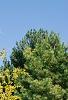 Chamaecyparis pisifera 'Gold Spangles', habit