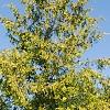 Chamaecyparis pisifera 'Gold Spangles', habit