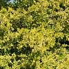 Chamaecyparis pisifera 'Gold Spangles', habit