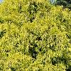 Chamaecyparis pisifera 'Lemon Thread', habit