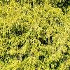 Chamaecyparis pisifera 'Lemon Thread', habit