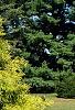Chamaecyparis pisifera 'Lemon Thread', habit