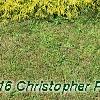 Chamaecyparis pisifera 'Lemon Thread', habit