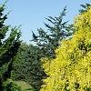 Chamaecyparis pisifera 'Lemon Thread', habit