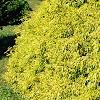 Chamaecyparis pisifera 'Lemon Thread', habit