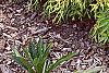 Chamaecyparis pisifera 'Mops', habit
