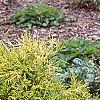 Chamaecyparis pisifera 'Mops', habit