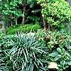 Chamaecyparis thyoides, culture