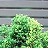 Chamaecyparis thyoides, culture
