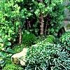 Chamaecyparis thyoides, culture