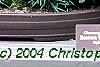 Chamaecyparis thyoides, culture