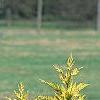 Cupressocyparis leylandii 'Gold', habit