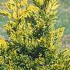 Cupressocyparis leylandii 'Gold', habit