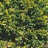 Cupressocyparis leylandii 'Gold', habit