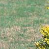 Cupressocyparis leylandii 'Gold', habit