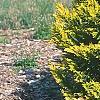 Cupressocyparis leylandii 'Gold', habit