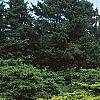 Juniperus chinensis 'Old Gold', habit