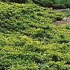 Juniperus chinensis 'Old Gold', habit