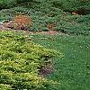 Juniperus chinensis 'Old Gold', habit