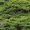 Juniperus chinensis 'Old Gold', habit