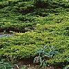 Juniperus chinensis 'Old Gold', habit