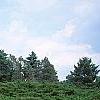 Juniperus chinensis 'Old Gold', habit