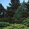Juniperus chinensis 'Old Gold', habit