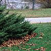 Juniperus x pftizeriana, habit
