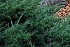 Juniperus x pftizeriana, habit