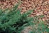 Juniperus x pftizeriana, habit
