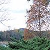 Juniperus x pftizeriana, habit
