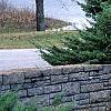 Juniperus x pftizeriana, habit