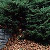 Juniperus x pftizeriana, habit