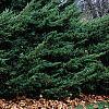 Juniperus x pftizeriana, habit