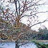 Juniperus x pftizeriana, habit