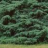 Juniperus chinensis 'Pfitzeriana Glauca', habit