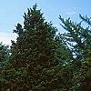 Juniperus chinensis 'Pfitzeriana Glauca', habit