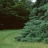 Juniperus chinensis 'Pfitzeriana Glauca', habit