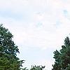 Juniperus chinensis 'Pfitzeriana Glauca', habit