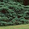 Juniperus chinensis 'Pfitzeriana Glauca', habit