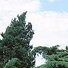 Juniperus chinensis 'Pfitzeriana Glauca', habit