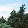Juniperus chinensis 'Pfitzeriana Glauca', habit