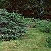 Juniperus chinensis 'Pfitzeriana Glauca', habit