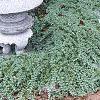 Juniperus procumbens 'Nana', habit