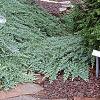 Juniperus procumbens 'Nana', habit