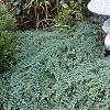 Juniperus procumbens 'Nana', habit