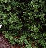 Juniperus procumbens 'Nana', habit