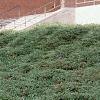 Juniperus chinensis var. sargentii, habit