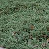 Juniperus chinensis var. sargentii, habit